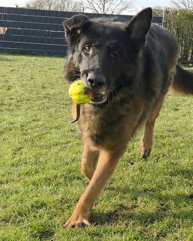 rex 2