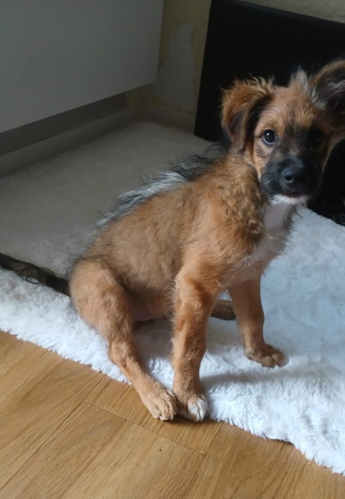 Riki