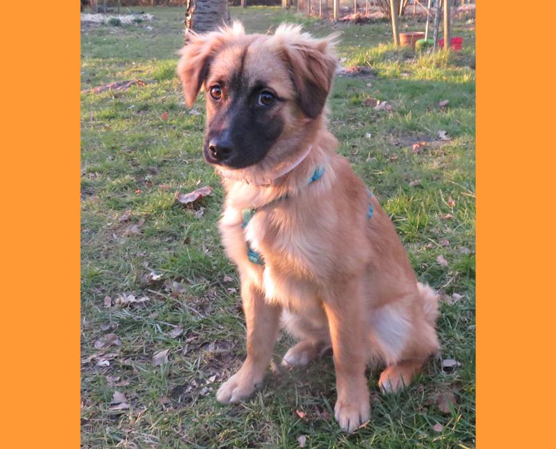 Ronja