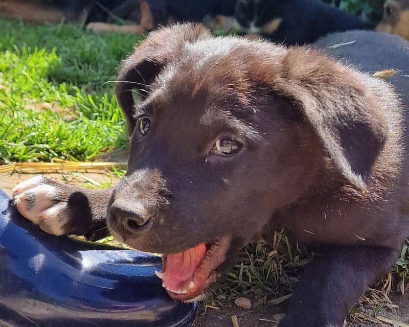 Rudi