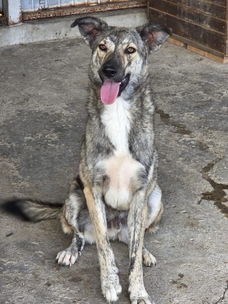 rudi 2