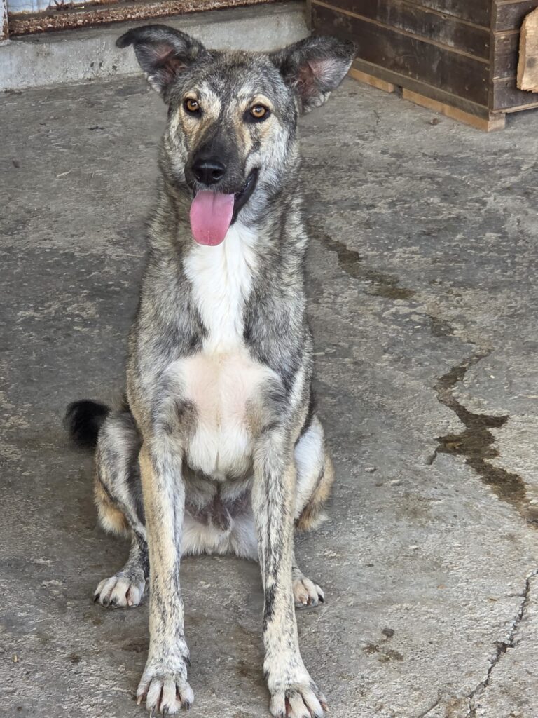 rudi 4