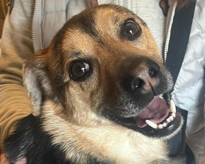 Siggi