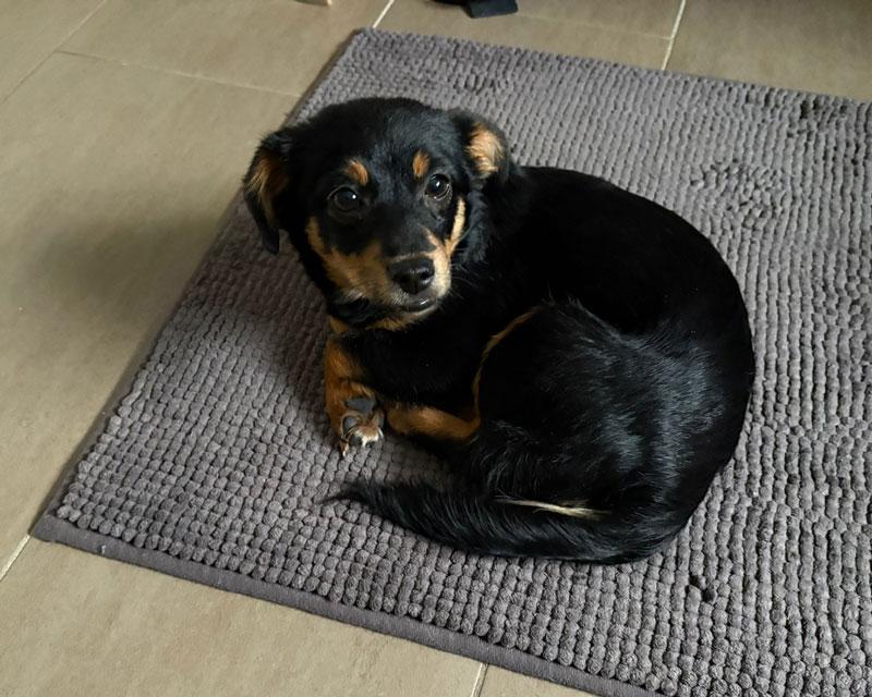 Snookie