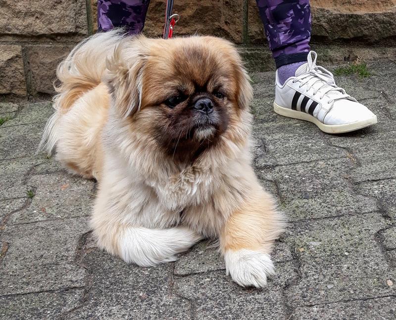 Teddy