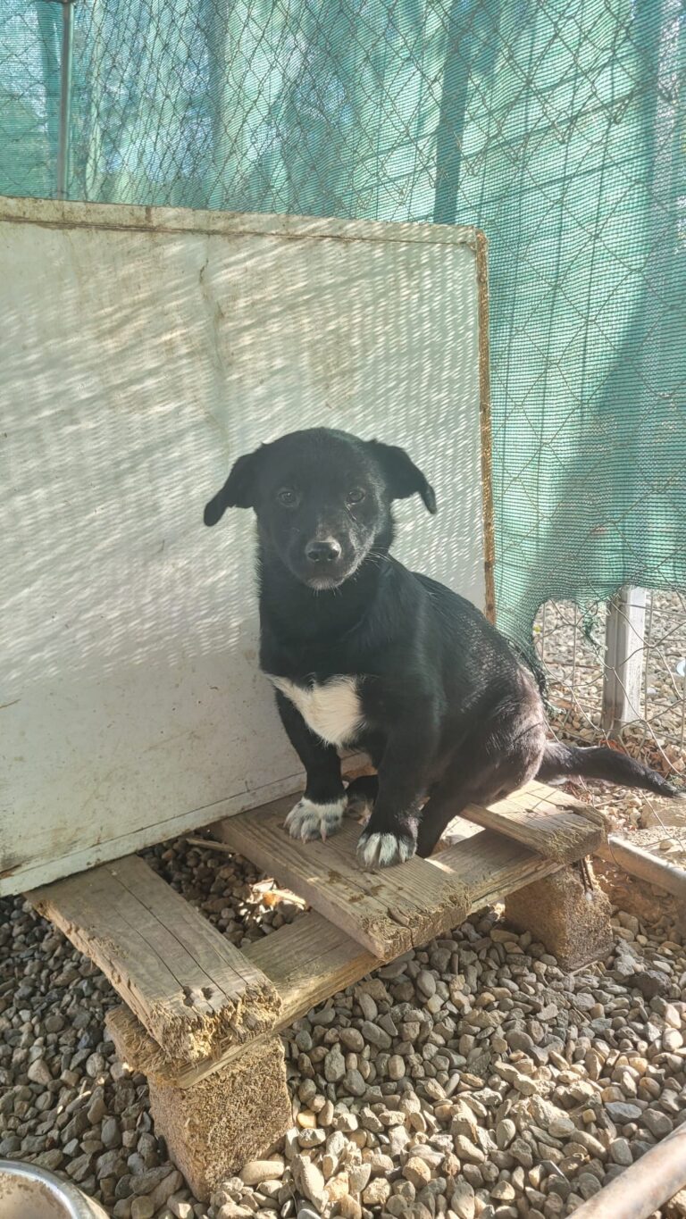 tito 2