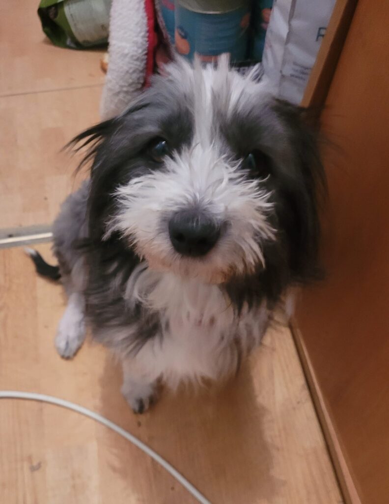 Toby