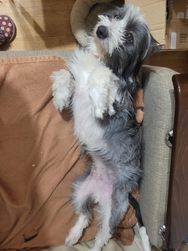 toby 4