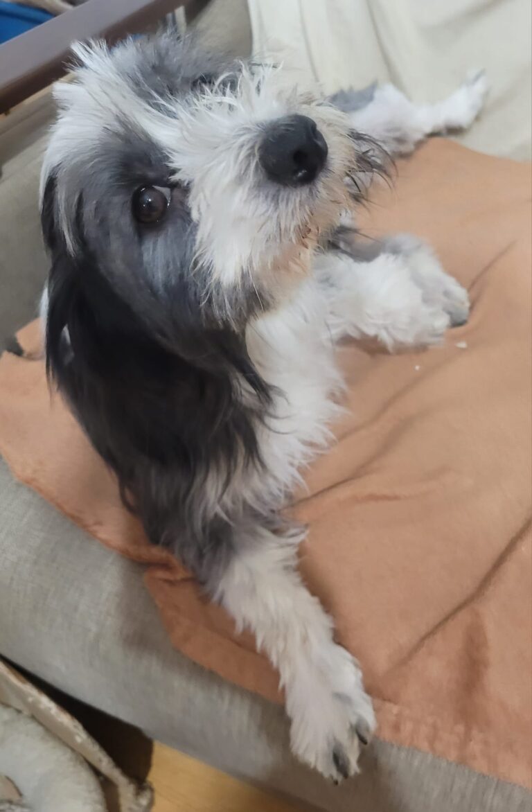 toby 5