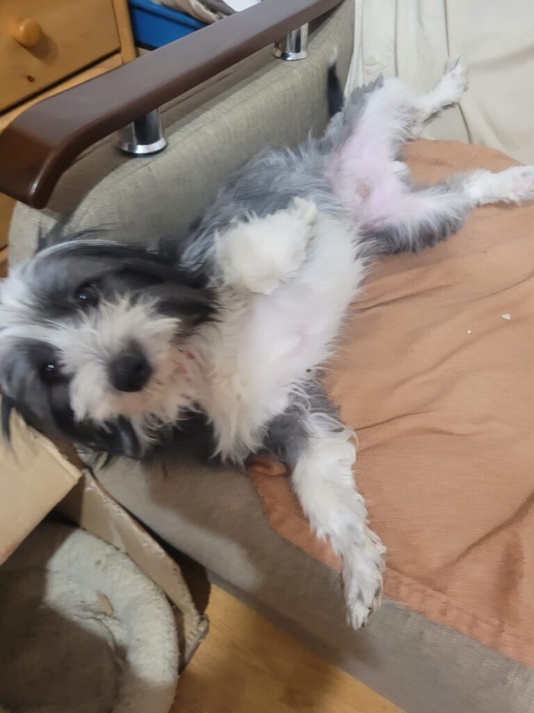 toby 6