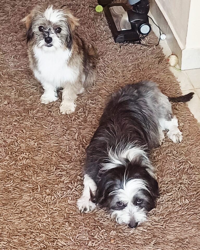 toby maya 1