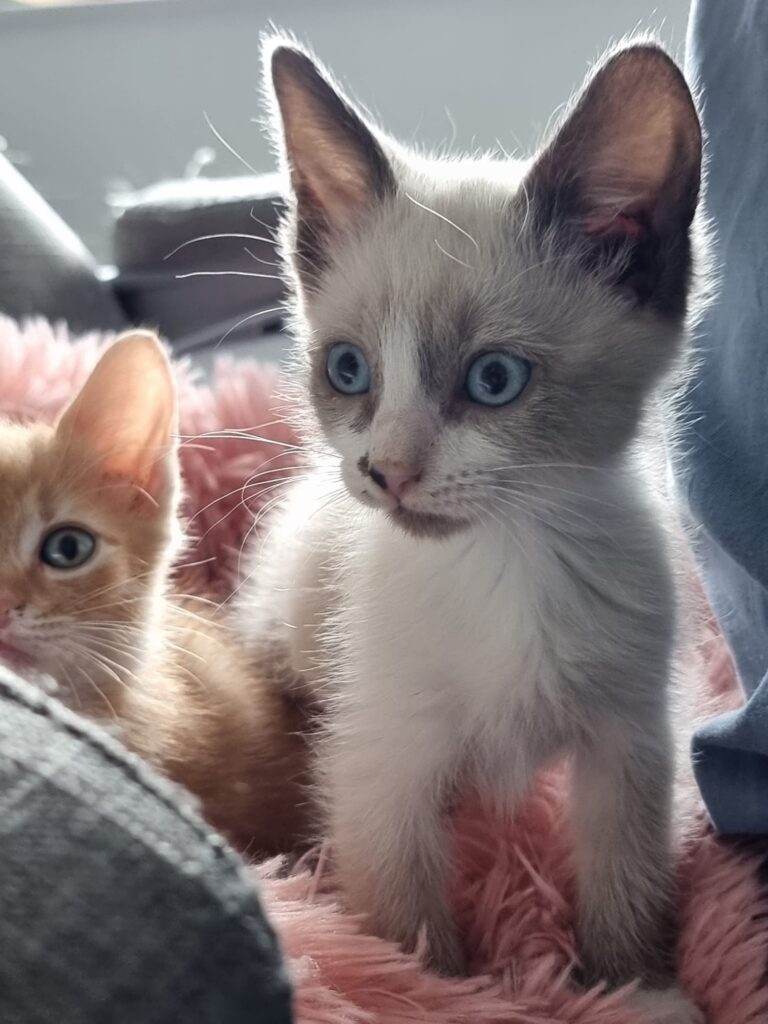 Tom