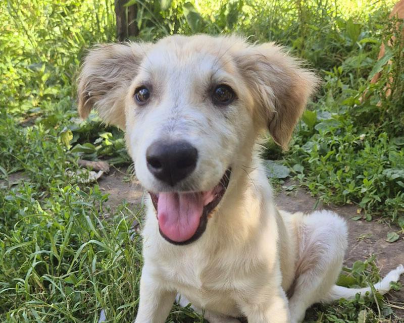 Wallace