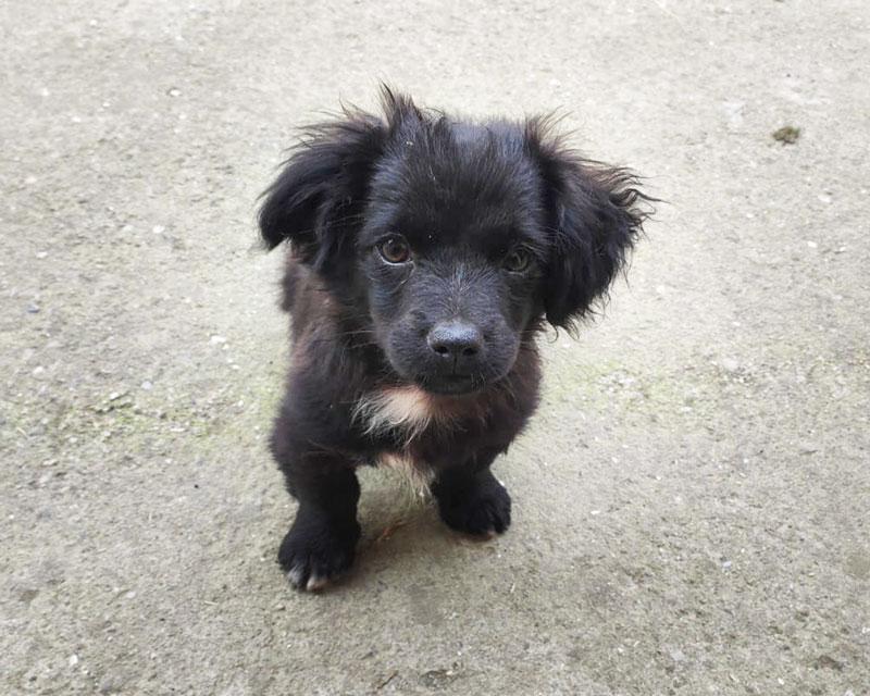 Karlo