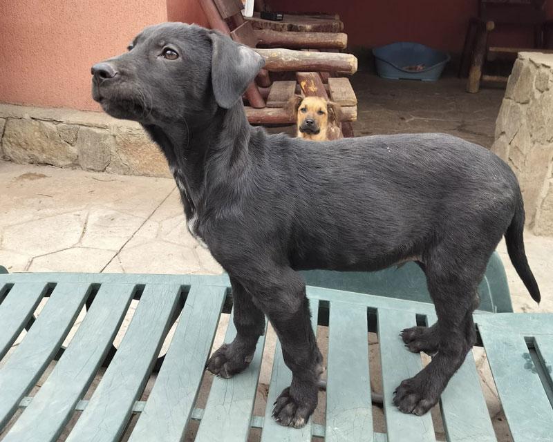 Anton