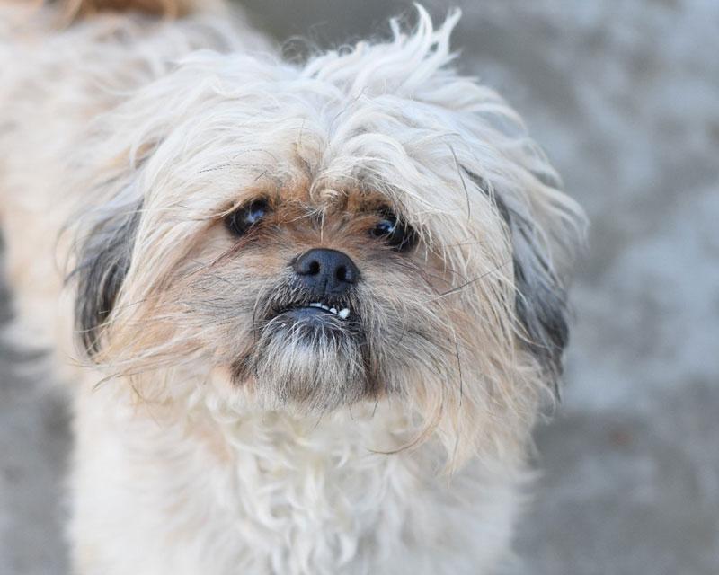 Wicket
